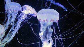 Jellyfish in underwater world close-up