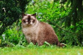 fluffy cat with blue eyes outdoor