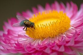 Fly on the pink flower close-up on blurred background