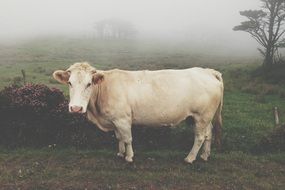 wonderful and beautiful Cow