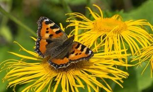 butterfly among bright yellow flowers