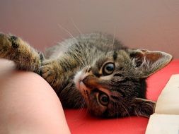 portrait of domestic brown cat on a red sofa