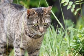 homemade cat with crystal eyes on the meadow