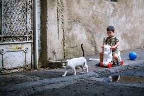 a boy rides a cricket horse down the street for a white cat