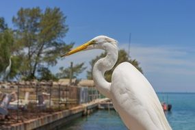 great egret in Florida