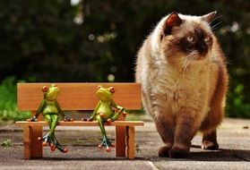 ceramic frogs and big domestic cat