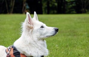 Shepherd Dog White