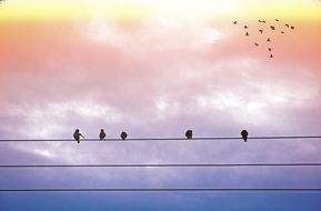 birds sit on wires against a romantic sunset