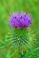 Thistle on green meadow