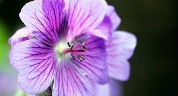 purple Flower blossom beautiful