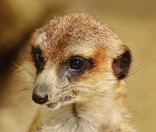 portrait of a wild meerkat in the zoo