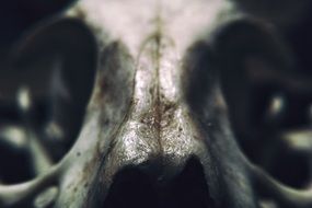 Animal Skeleton Macro