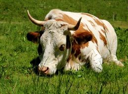the cow lies on the grass