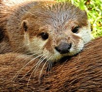 otter baby in a natural environment close-up