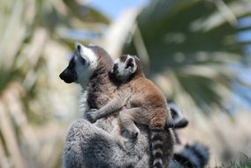 Beautiful and colorful lemur with the cute child