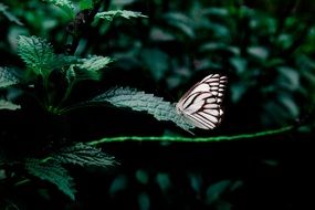 butterfly on a plant