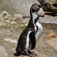cute penguin stands on the beach