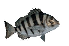 Sheepshead Fish or Archosargus probatocephalus