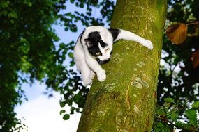 white cat on a tree