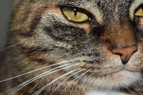 Closeup photo of cat face