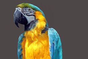 portrait of parrot macaw on gray background