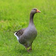gray goose on green grass on a farm