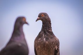 gray dove on a blue background