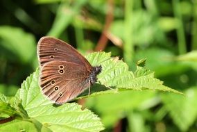 brown butterfly on a green bush close up