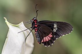 black butterfly sit on a white flower