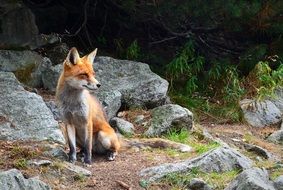 red Fox sitting on Rocks