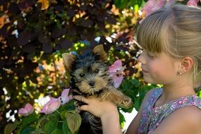 girl is holding yorkshire terrier puppy