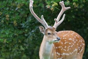 sika deer in wildlife close-up on blurred background