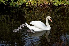 Swans, adult Bird with Cygnets on water