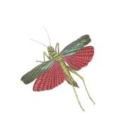 grasshopper with green and red wings