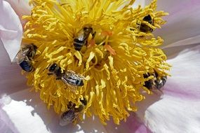 many bees on a yellow flower close up