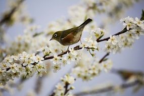 Blossom White Bird