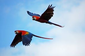 pair of colorful parrots in the sky