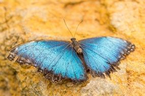 charming Mariposario butterfly