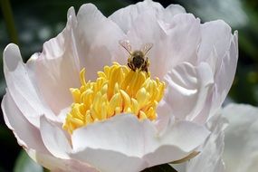 cute bee on a white and yellow flower