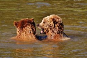 two brown bears playing in the water