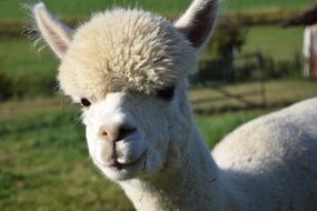 portrait of alpaca