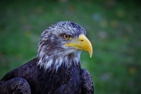 Adler Bald Eagle portrait
