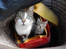 Cat and kitten in box