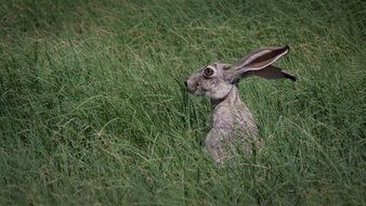 Picture of Jack Rabbit in the wildlife