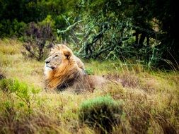 lion in south africa