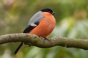 perched bullfinch in the garden close-up on blurred background