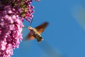 Hummingbird hawk moth in the summer