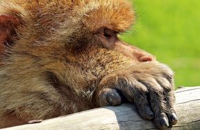Barbary Ape Monkey