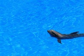 dolphin swims in the pool