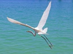 white heron in flight above the water